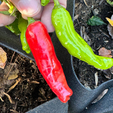 Shishito - Seeds - The Pepper Pantry (Formerly Marie Sharp's)